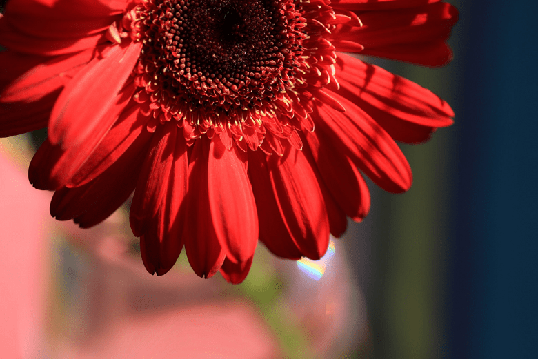 Buying Your First DSLR Camera PBTech.co.nz