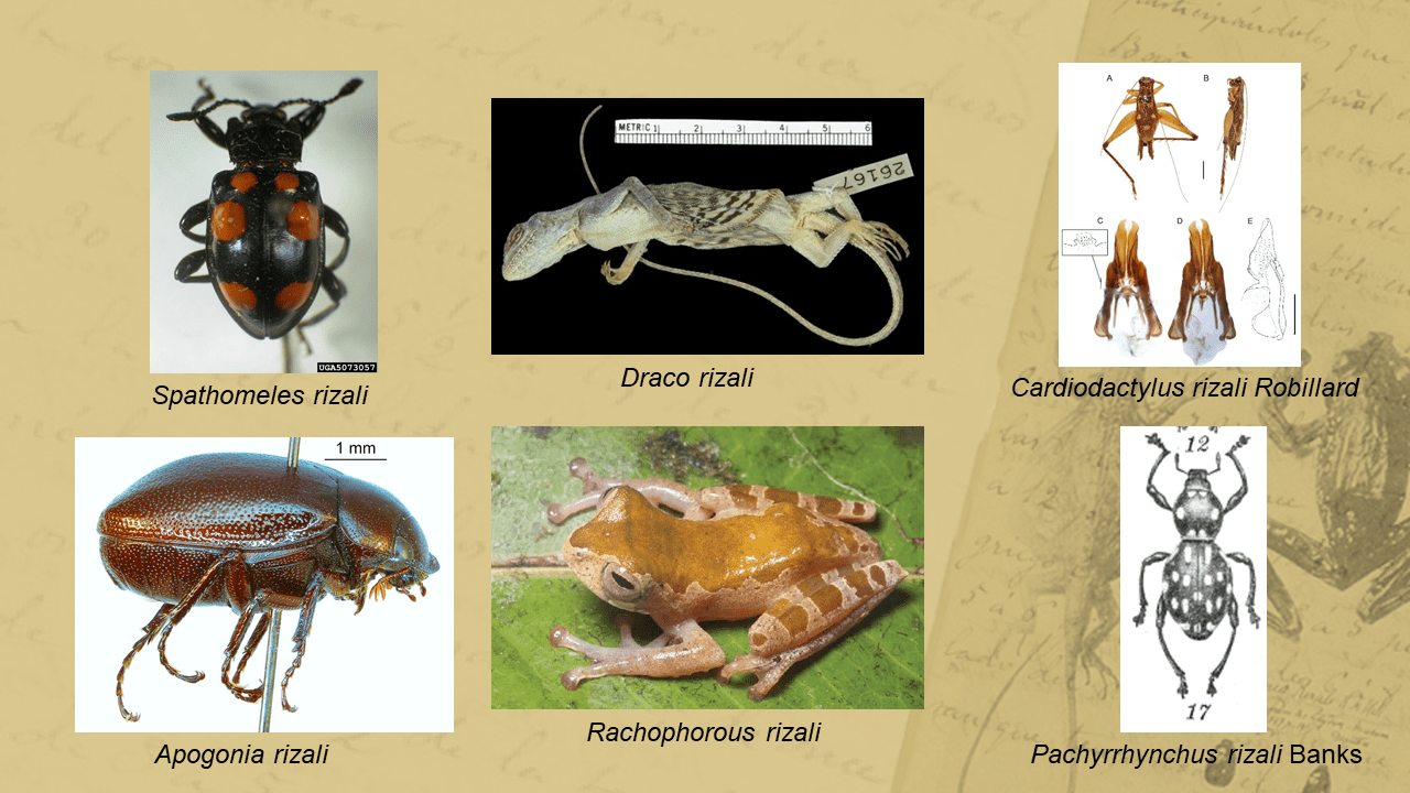 DOSTPCAARRD commemorates Jose Rizal as a Naturalist through Scientific