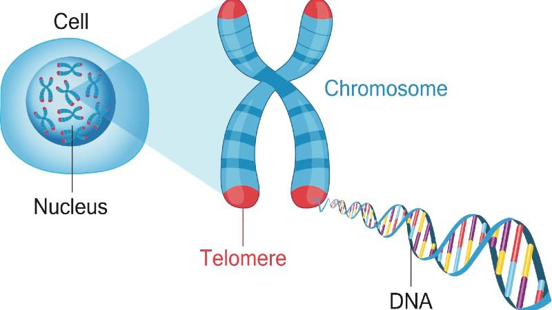 Stem Cells To Study Rare Immune Disorders