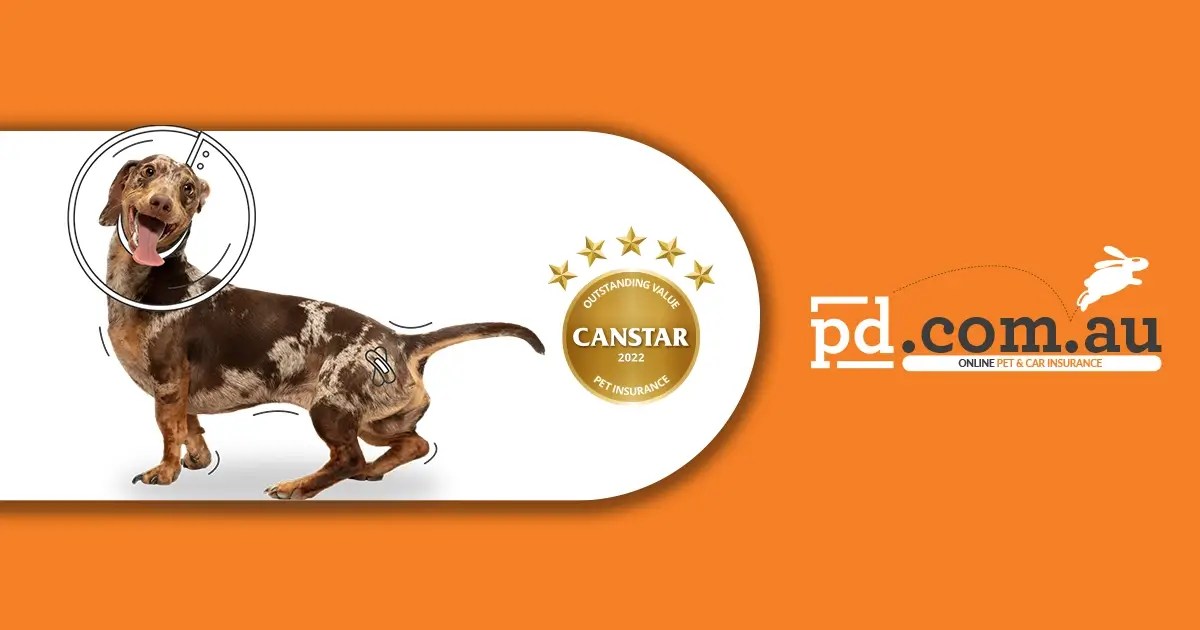 Dog Insurance Australia Save on Pet Insurance PD Insurance