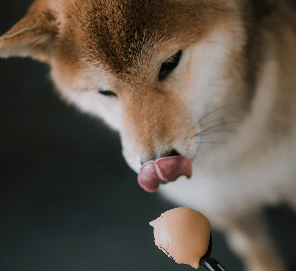 Dog Allergies Signs Your Dog Has An Allergy PD Insurance