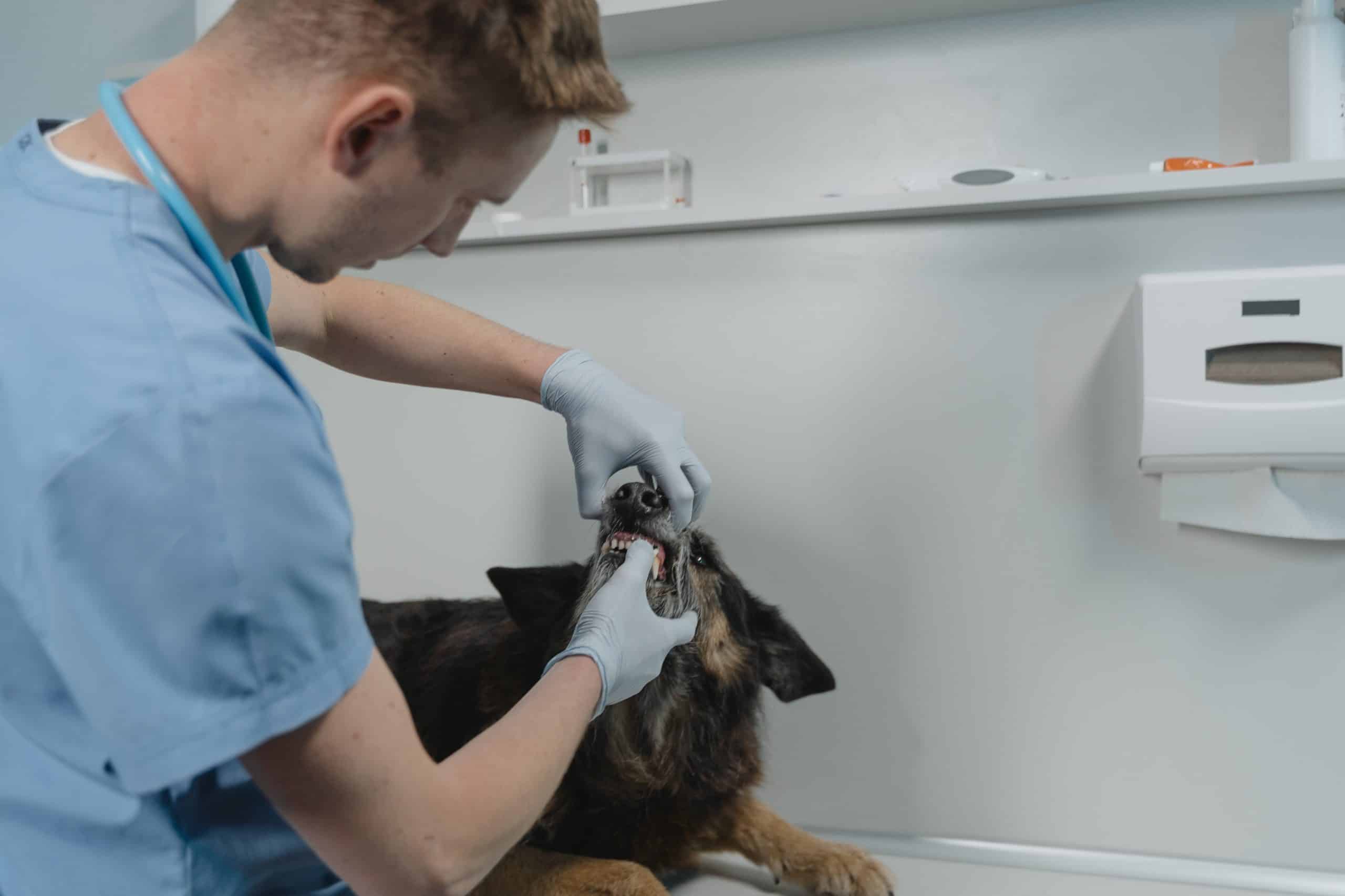 Tooth Abscess in Dogs & How to Tackle Them PD Insurance
