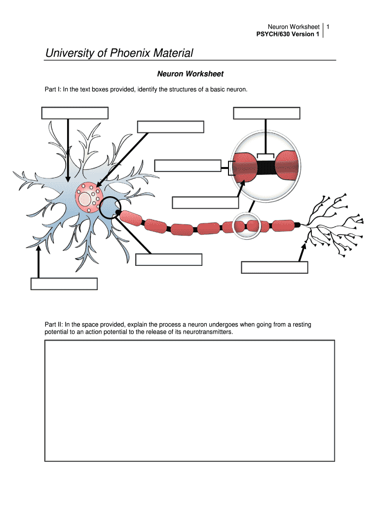 Neuron Worksheet Psych 630 Fill Online, Printable