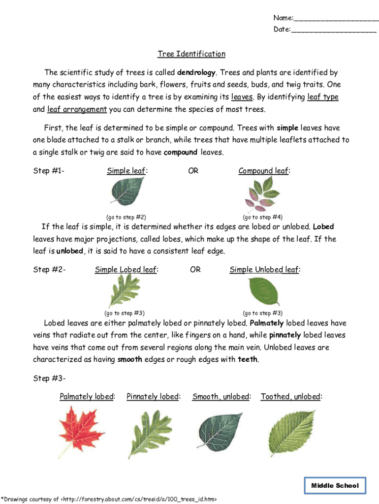 Fillable Online dichotomous key for trees worksheet Fax Email Print