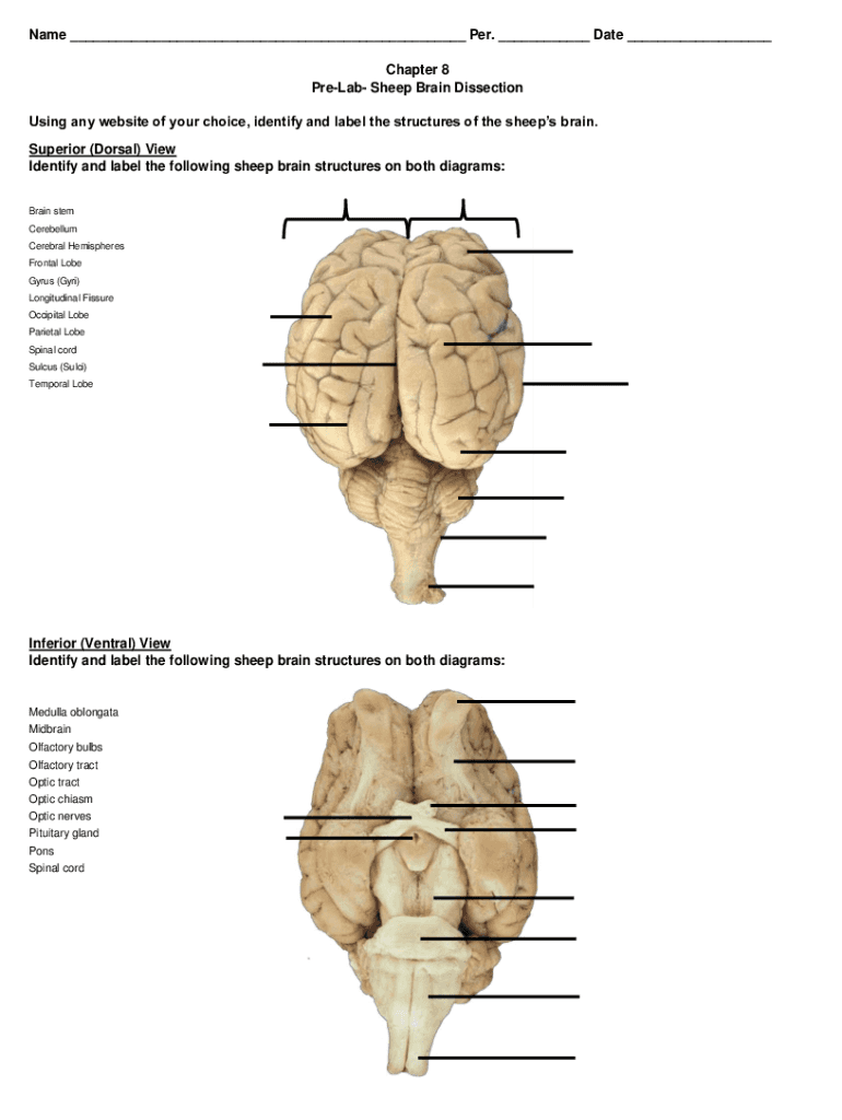 Fillable Online Solved Sheep brain dissection worksheet Identify and