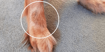 Stained Fur (Saliva Staining) In Dogs - Pdsa