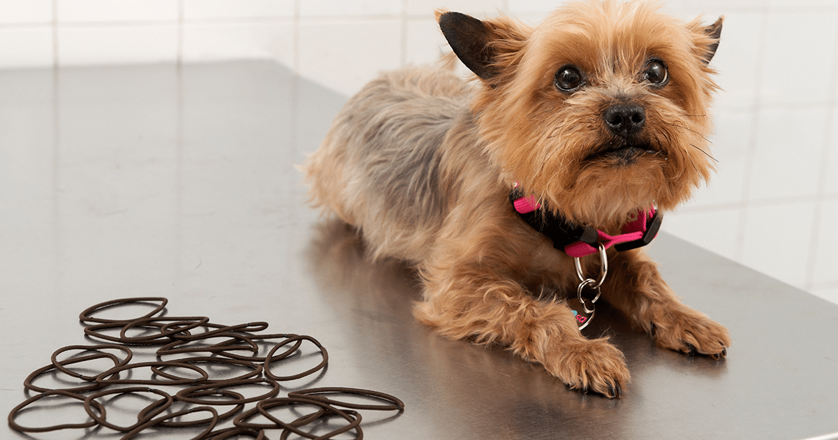 Dog gets wobbles after wolfing down 22 hair bobbles PDSA