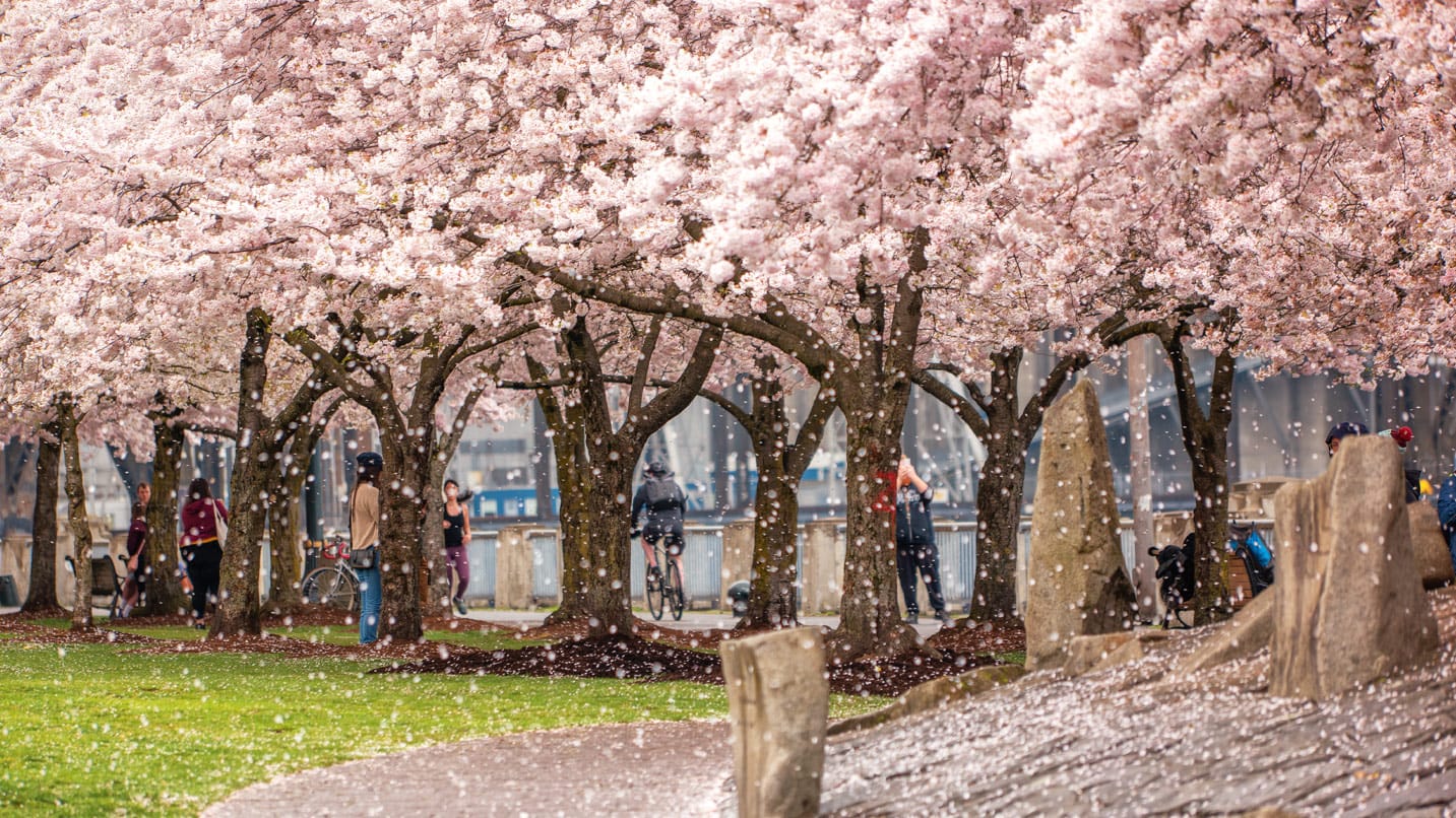 July 4th Portland Oregon Events 2023 Portland in the News Blossom Season; New Funds for N. Portland Aquatic