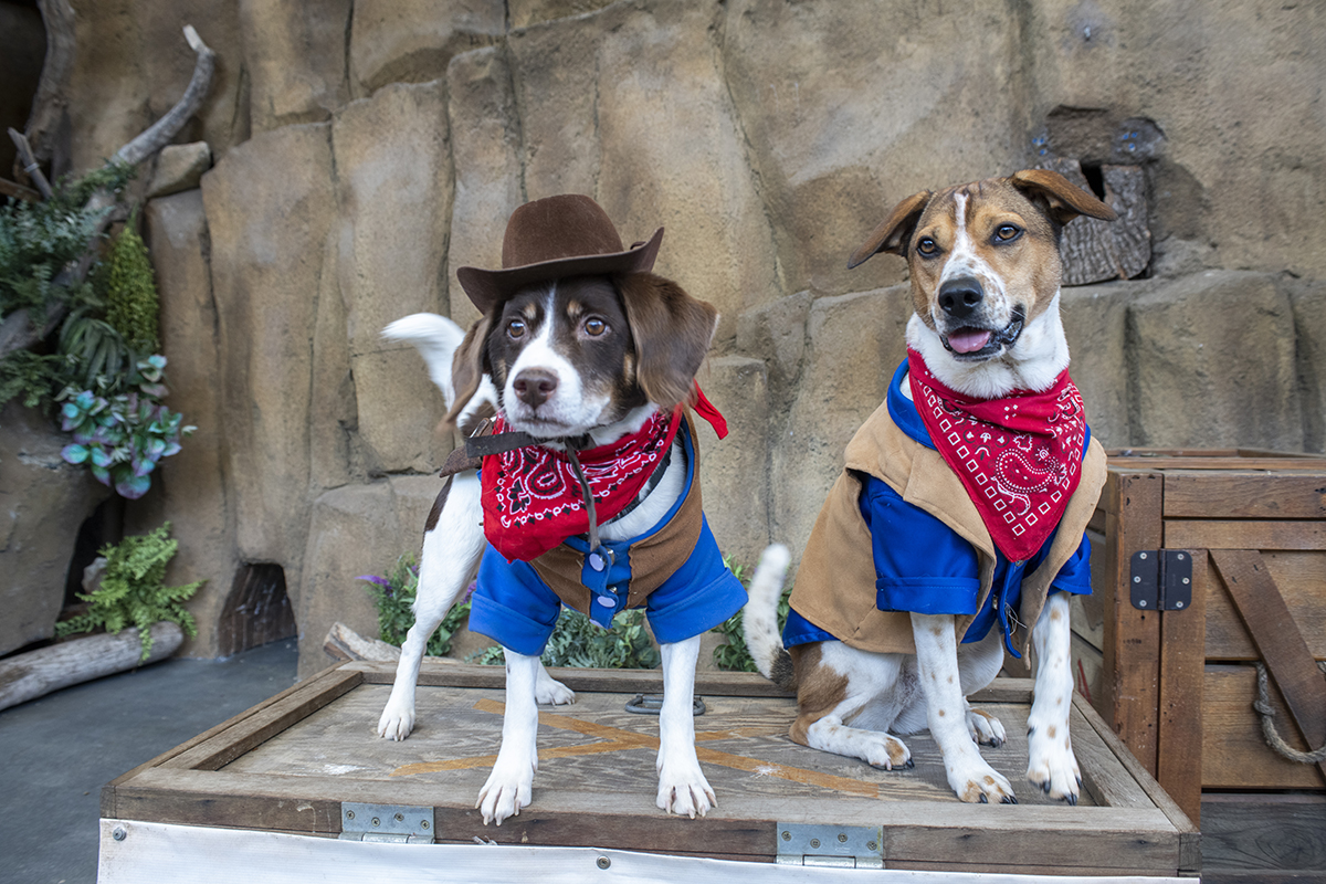 Adopt a Shelter Pet Point Defiance Zoo & Aquarium