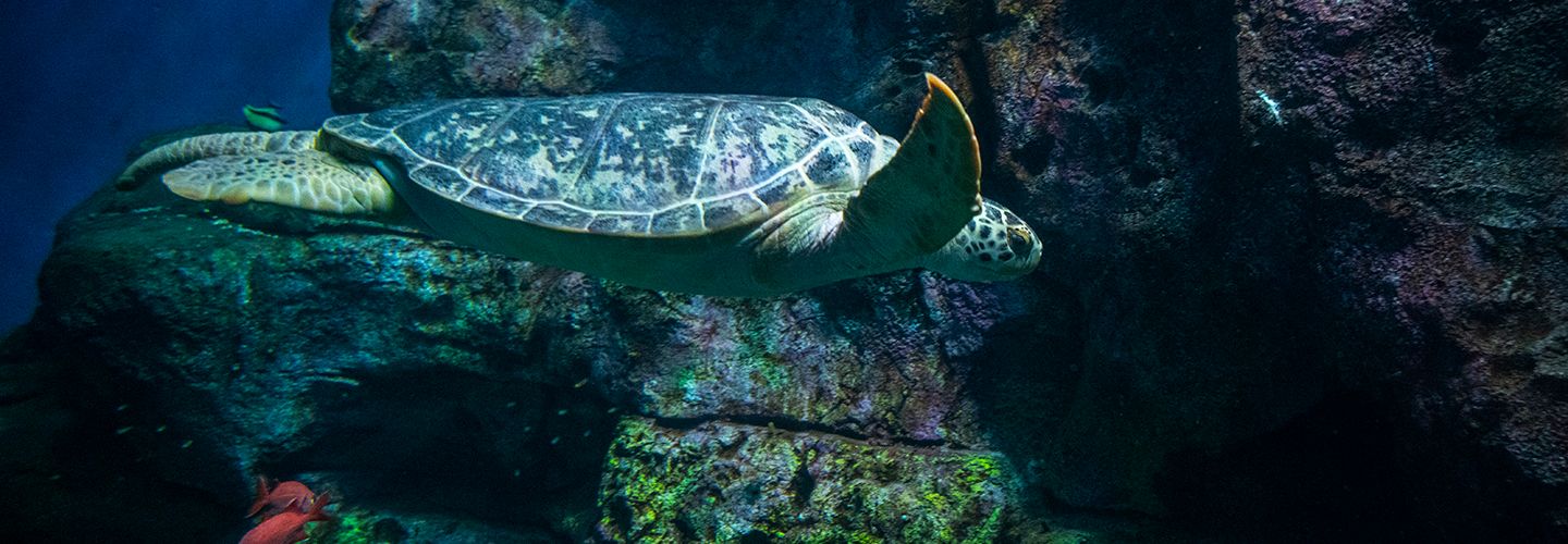 Green Sea Turtle joins Pacific Seas Aquarium Point