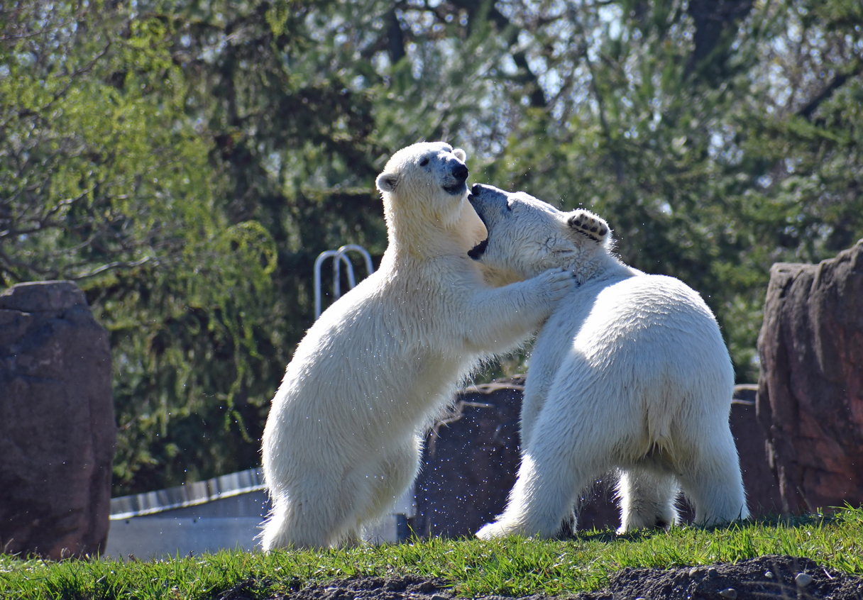Point Defiance Zoo New Polar Bears in Spring 2023