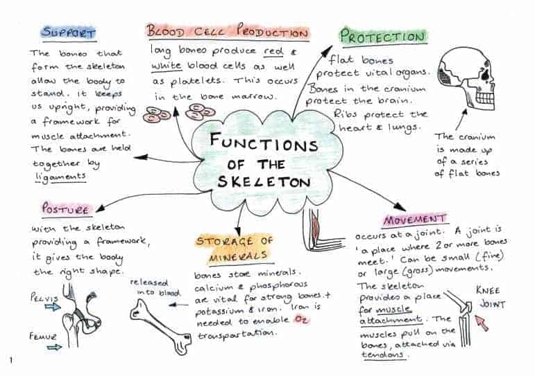 GCSE PE Simplified Revision Book GCSEsimplified