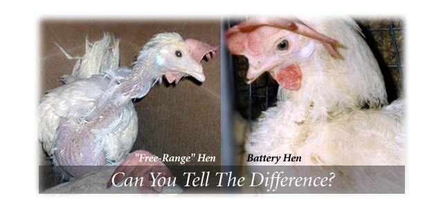 The FreeRange Myth