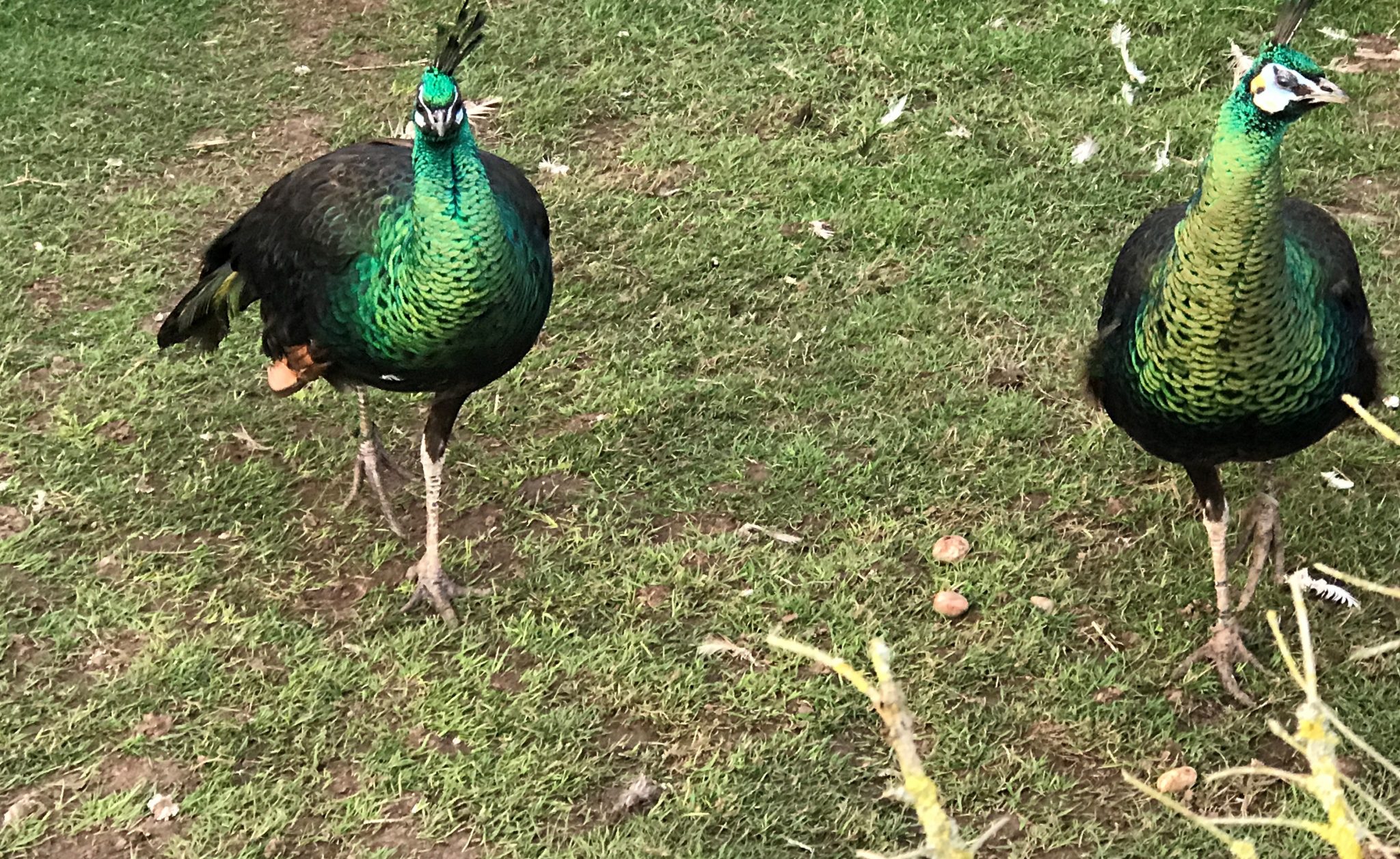 Java Peafowl Peacocks UK