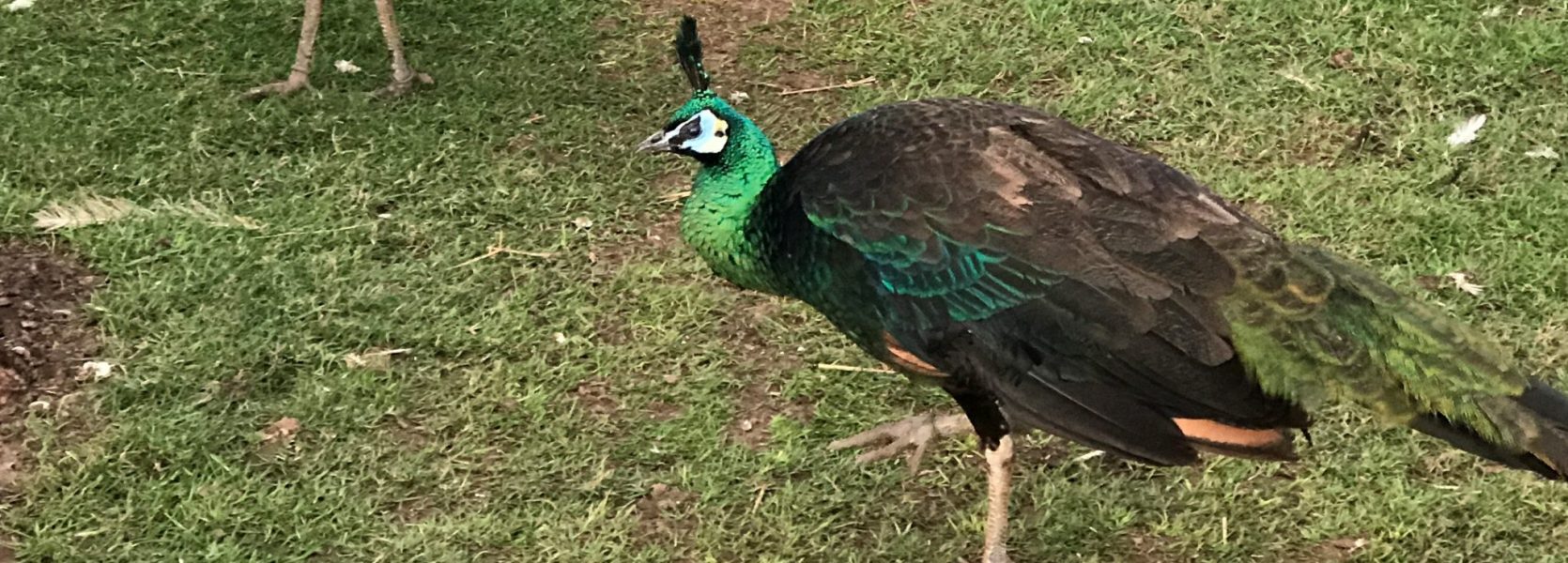 Java Peafowl Peacocks UK