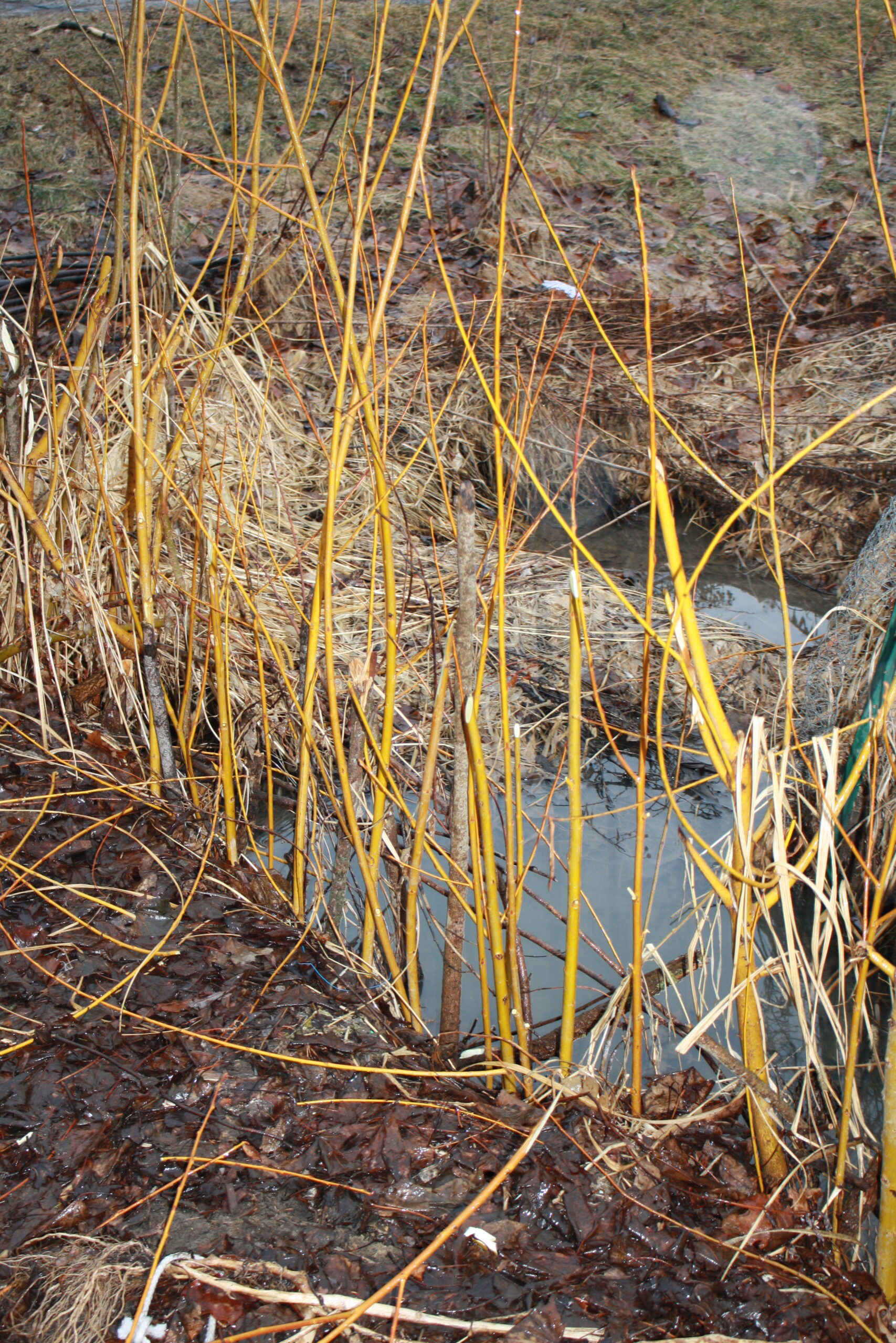 How to Easily Grow Willow from Cuttings Peasant Ways for Modern Days