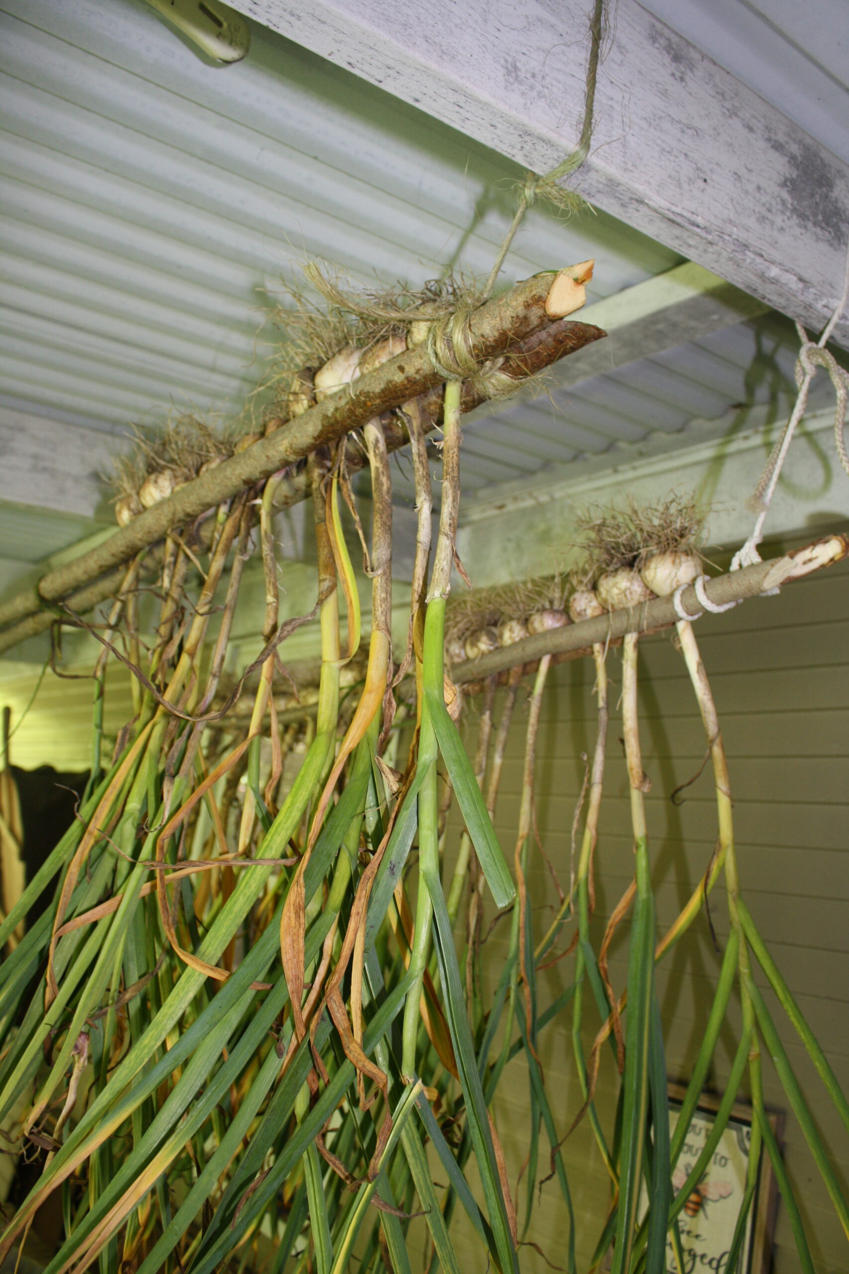 How to build an Easy Garlic Drying Rack Peasant Ways for Modern Days