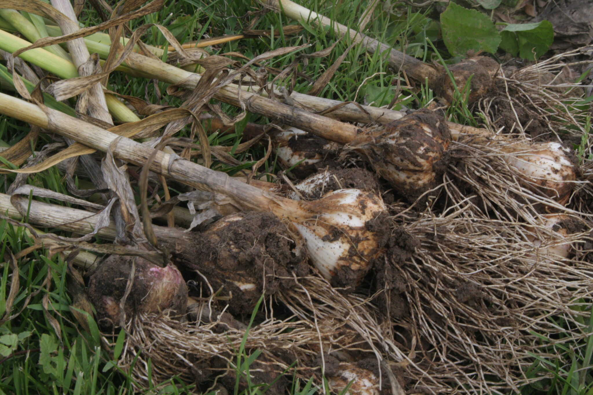 How to build an Easy Garlic Drying Rack Peasant Ways for Modern Days