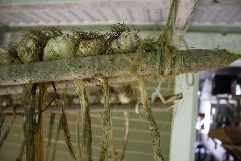 How to build an Easy Garlic Drying Rack Peasant Ways for Modern Days