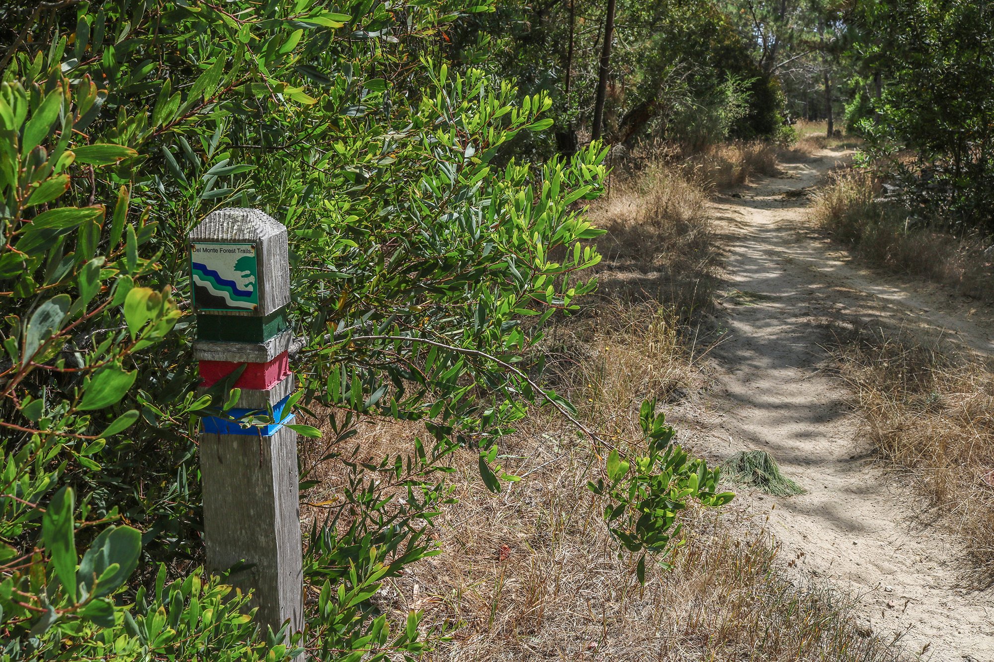 Happy Trails Tips to Hiking the Del Monte Forest in Pebble Beach