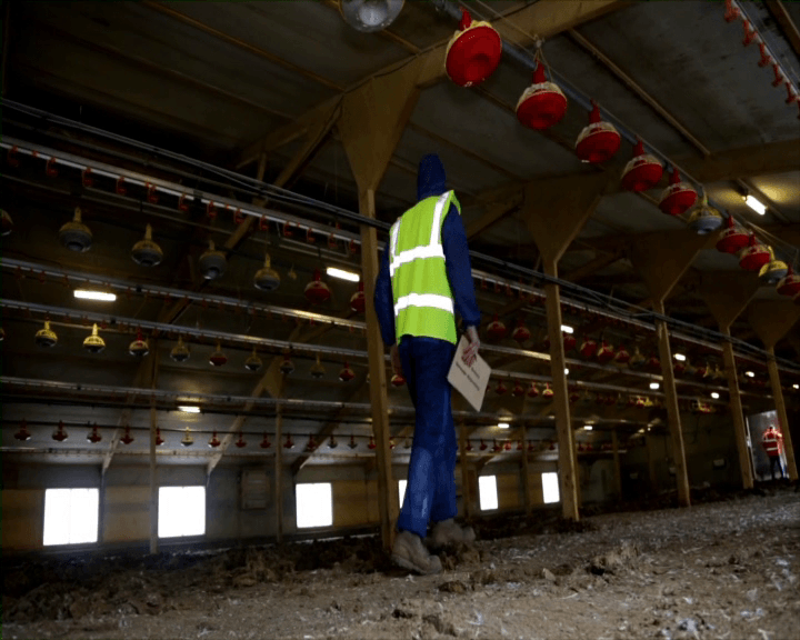 Mucking Out, Poultry House Cleaning Services Pedersen