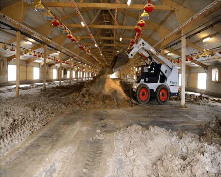 Mucking Out, Poultry House Cleaning Services Pedersen