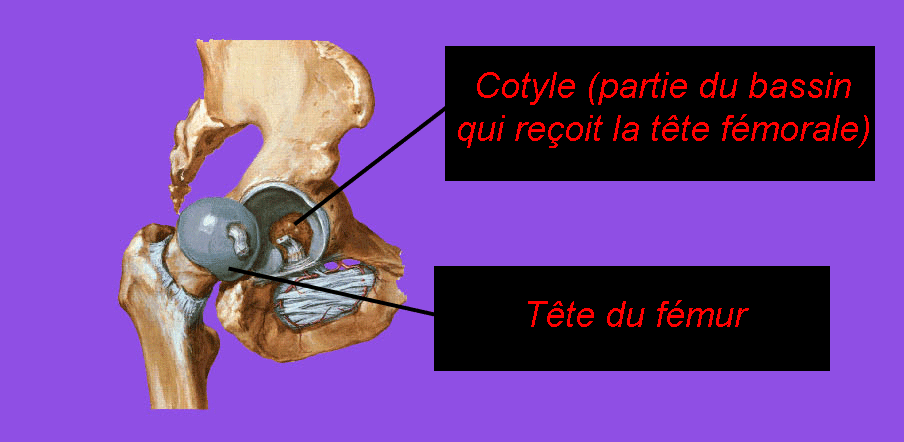 Pediaos.fr L'orthopédie pédiatrique expliquée aux parents