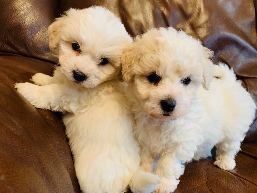 Bichon Frise pups for sale