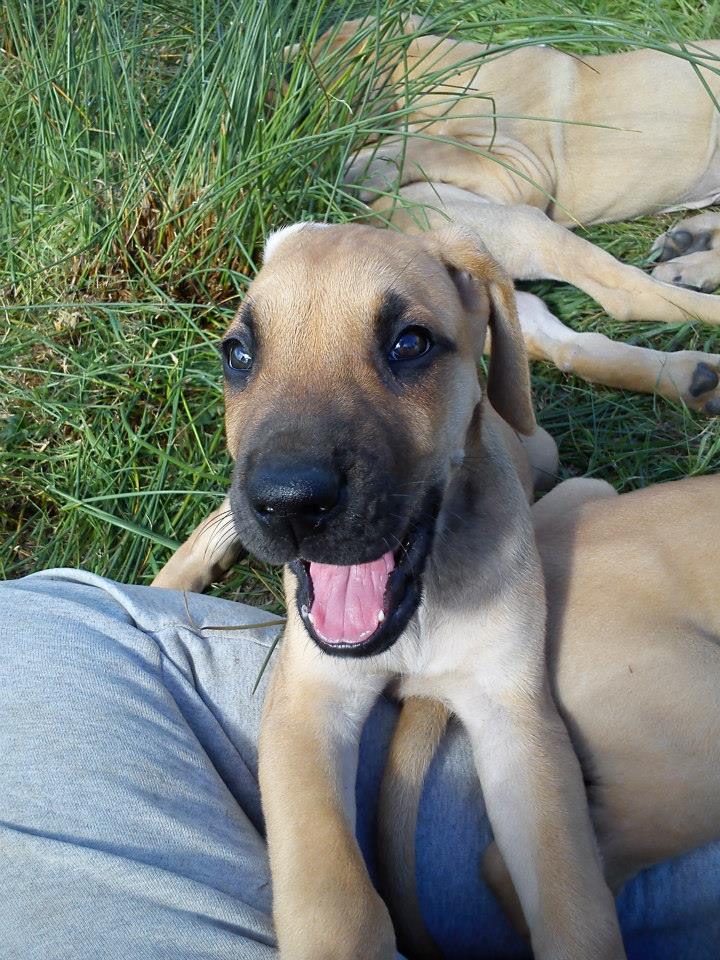 Great Dane pups for sale View All Puppies Pedigreedogs.ie