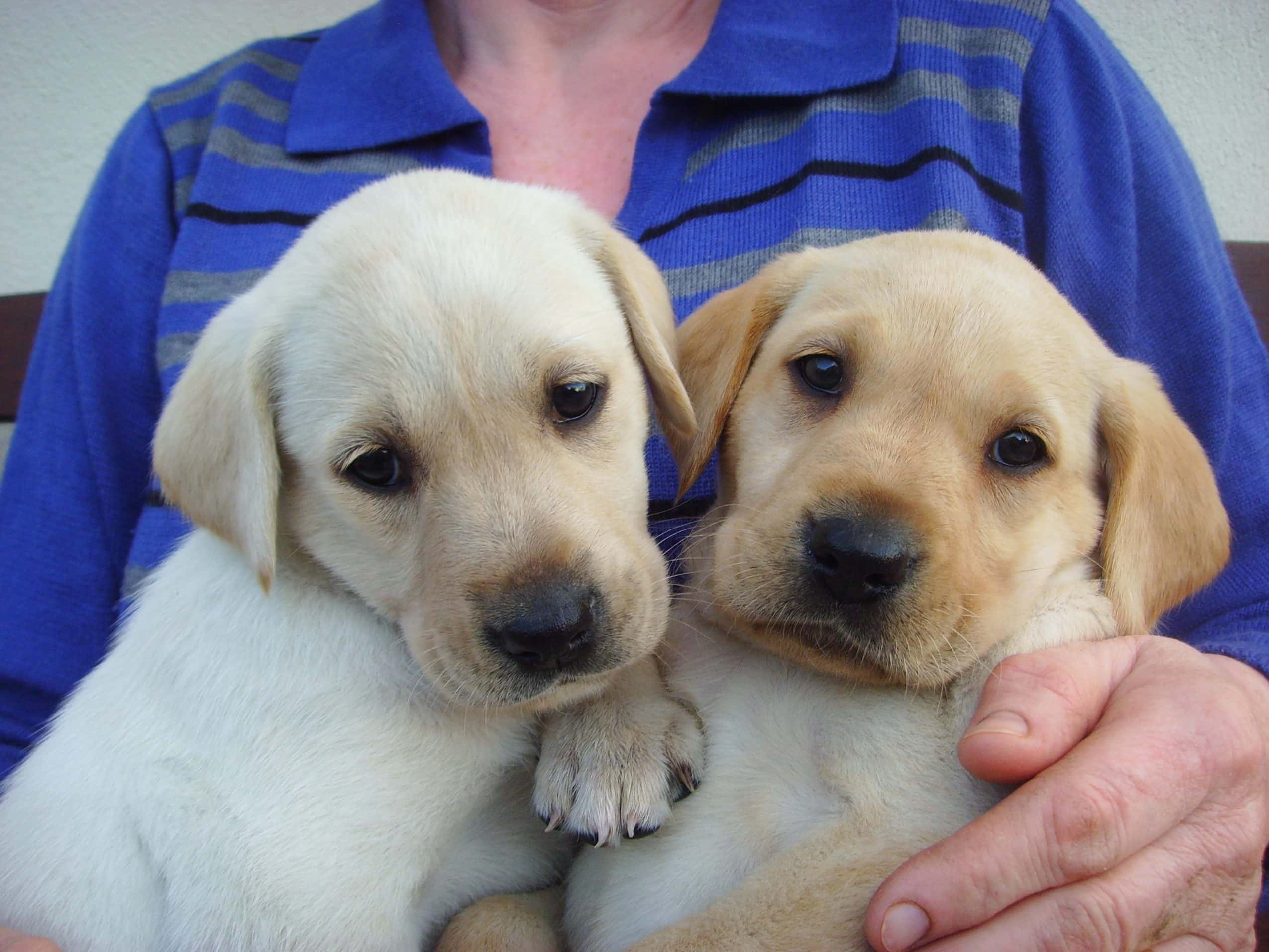 Pups for sale, Dogs for sale View All Puppies Pedigreedogs.ie