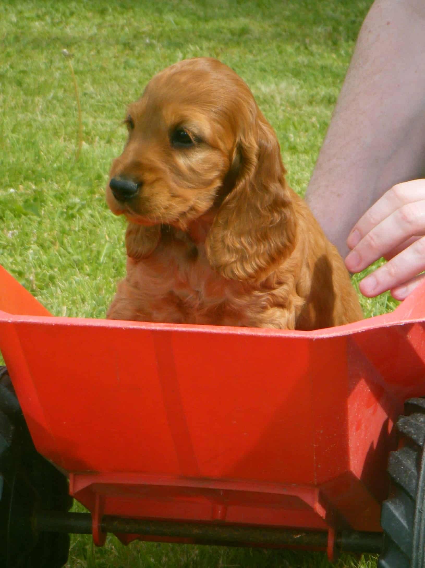 Pups for sale, Dogs for sale View All Puppies Pedigreedogs.ie