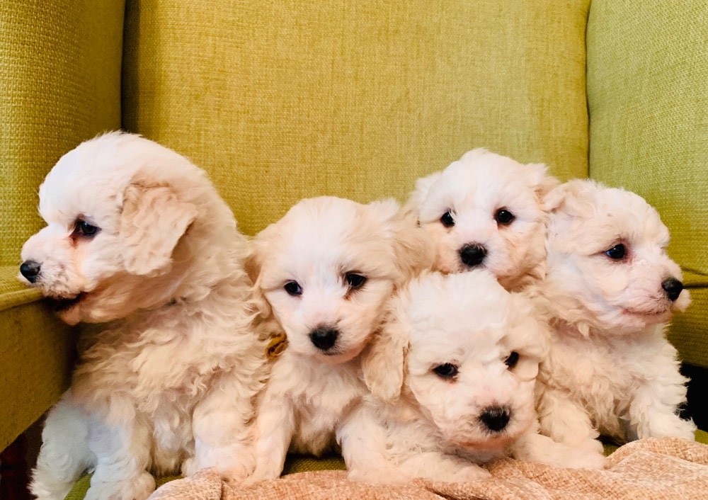 Bichon Frise pups for sale