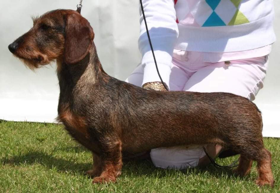 Dachshund owner breeder Ireland Featured Kennel Pedigreedogs.ie