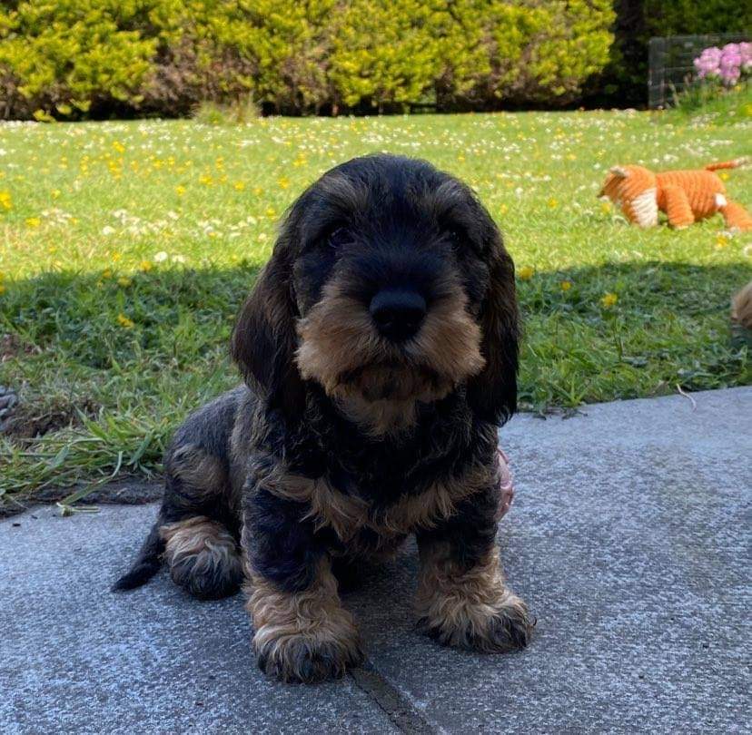 Dachshund owner breeder Ireland Featured Kennel Pedigreedogs.ie