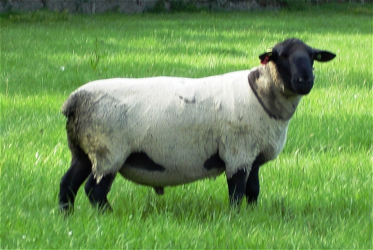 Suffolk Rams and Suffolk Sheep Ireland