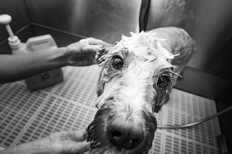 Dog Grooming In Ealing, London, Dog Groomers Peefer Pet Groomers