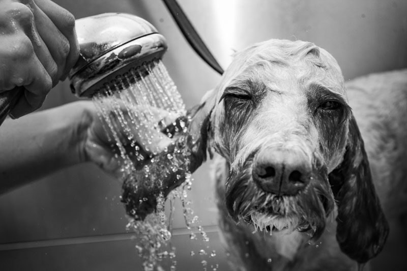 Dog Grooming In Ealing, London, Dog Groomers Peefer Pet Groomers