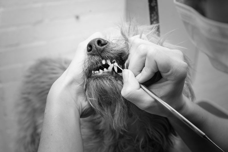 Ultrasonic Teeth Cleaning, Dogs, Ealing, London Peefer Dog Groomers