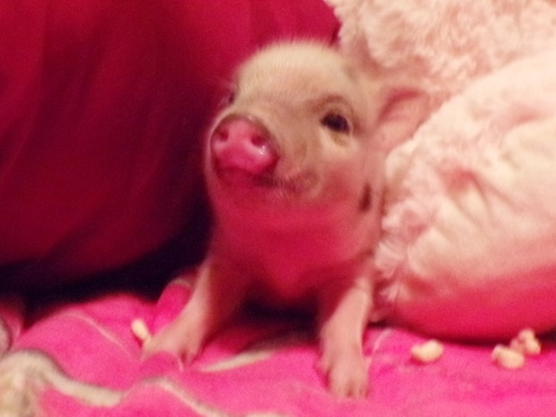 Teacup, Mini Pig For Sale Peewee Piglet