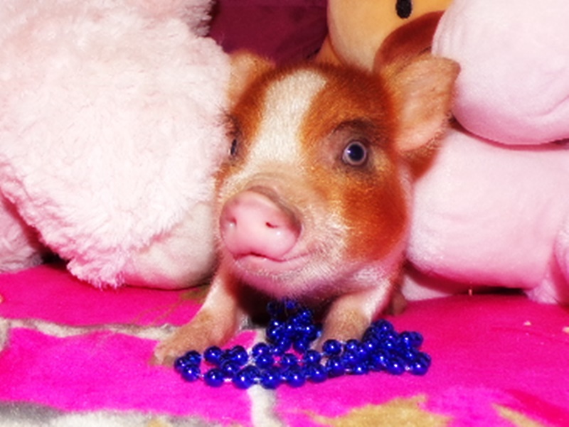 Teacup, Mini Pig For Sale Peewee Piglet