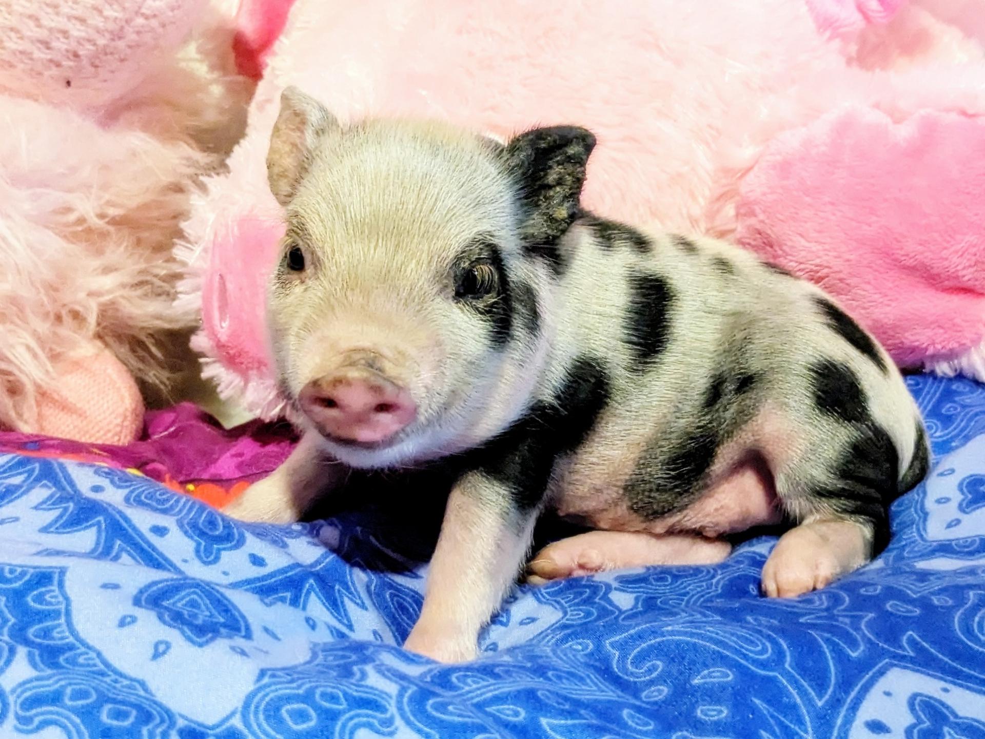 Teacup Piglets Available Piglets Micro Piglets For Sale Piggy Pet