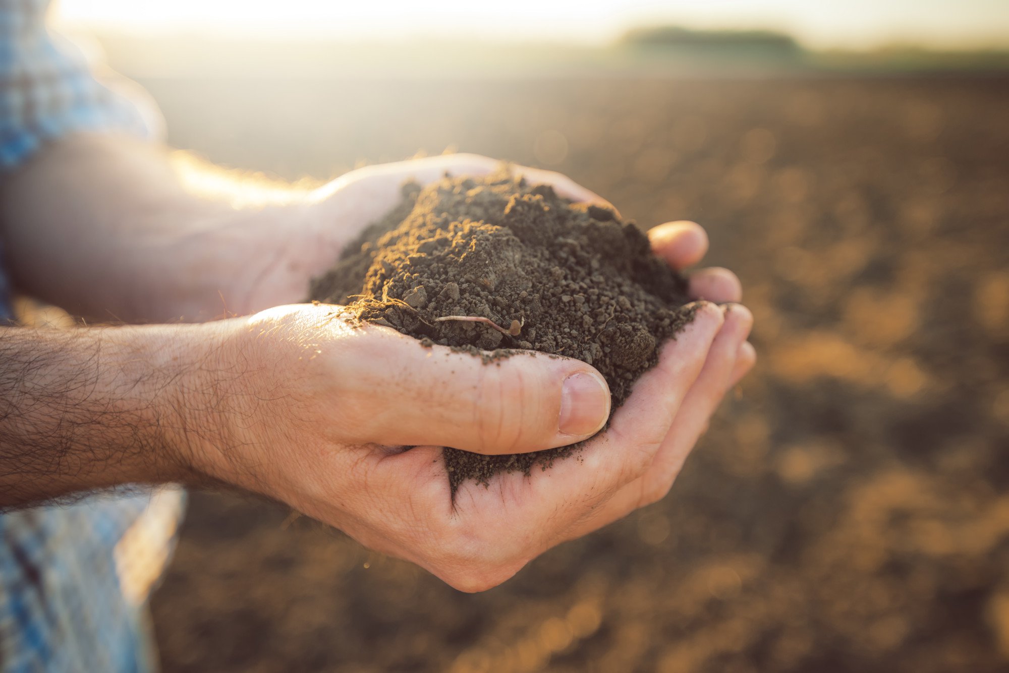 Understanding A Soil Report And Where To Get One Blog