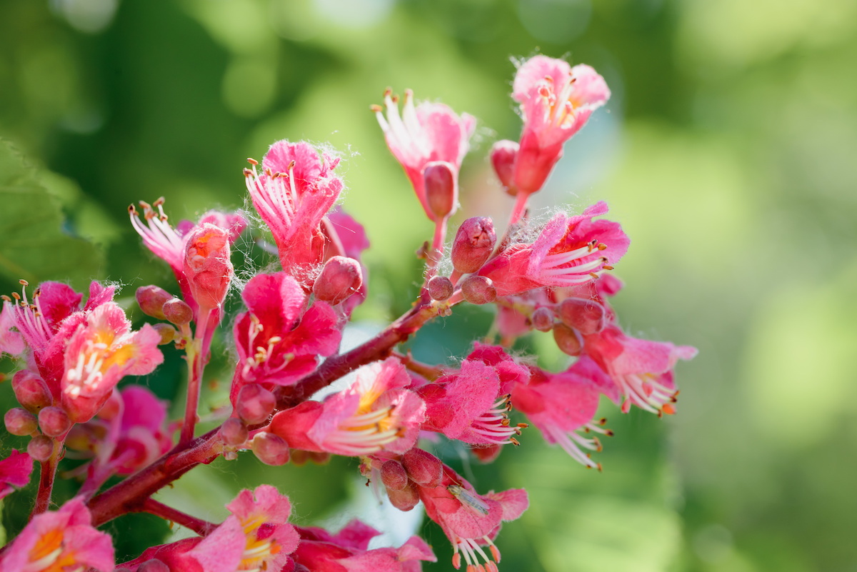 Red Chestnut (Aesculus carnea) Reduces Worry Pegasus Products