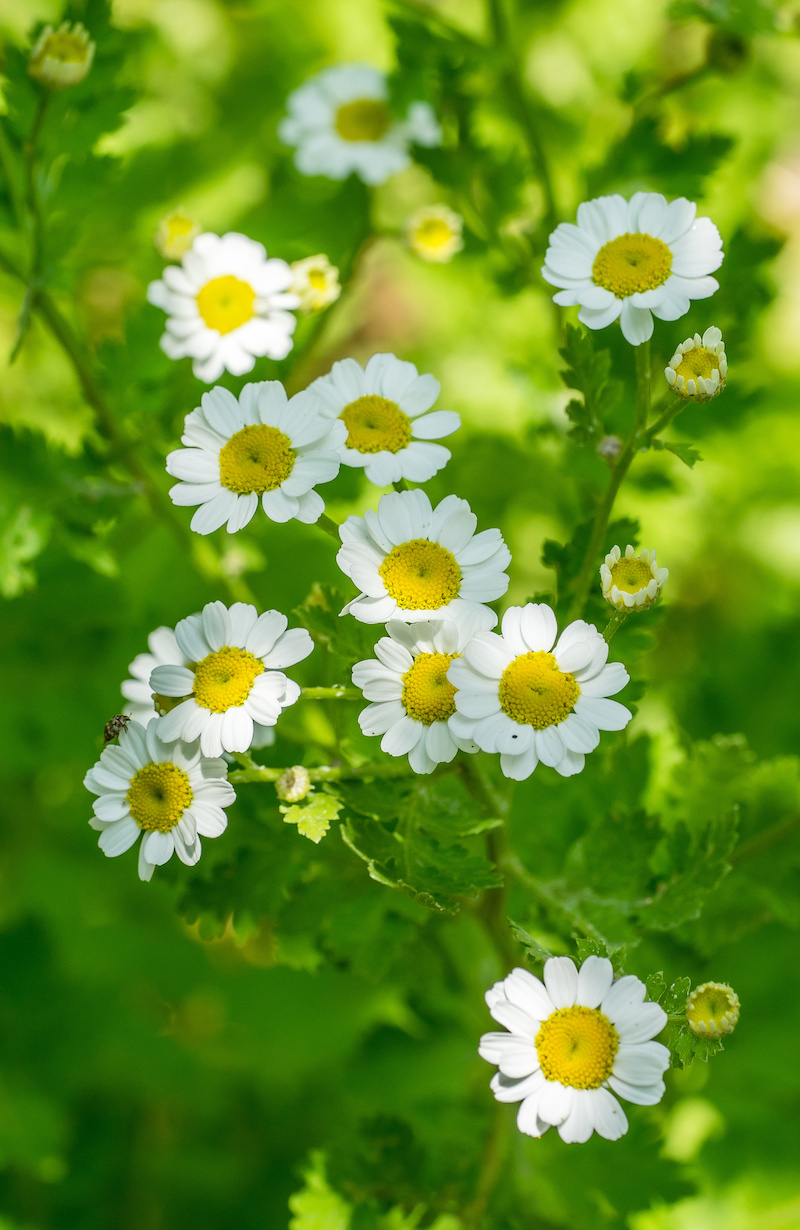 Feverfew (Chrysanthemum partheium) Pegasus Products