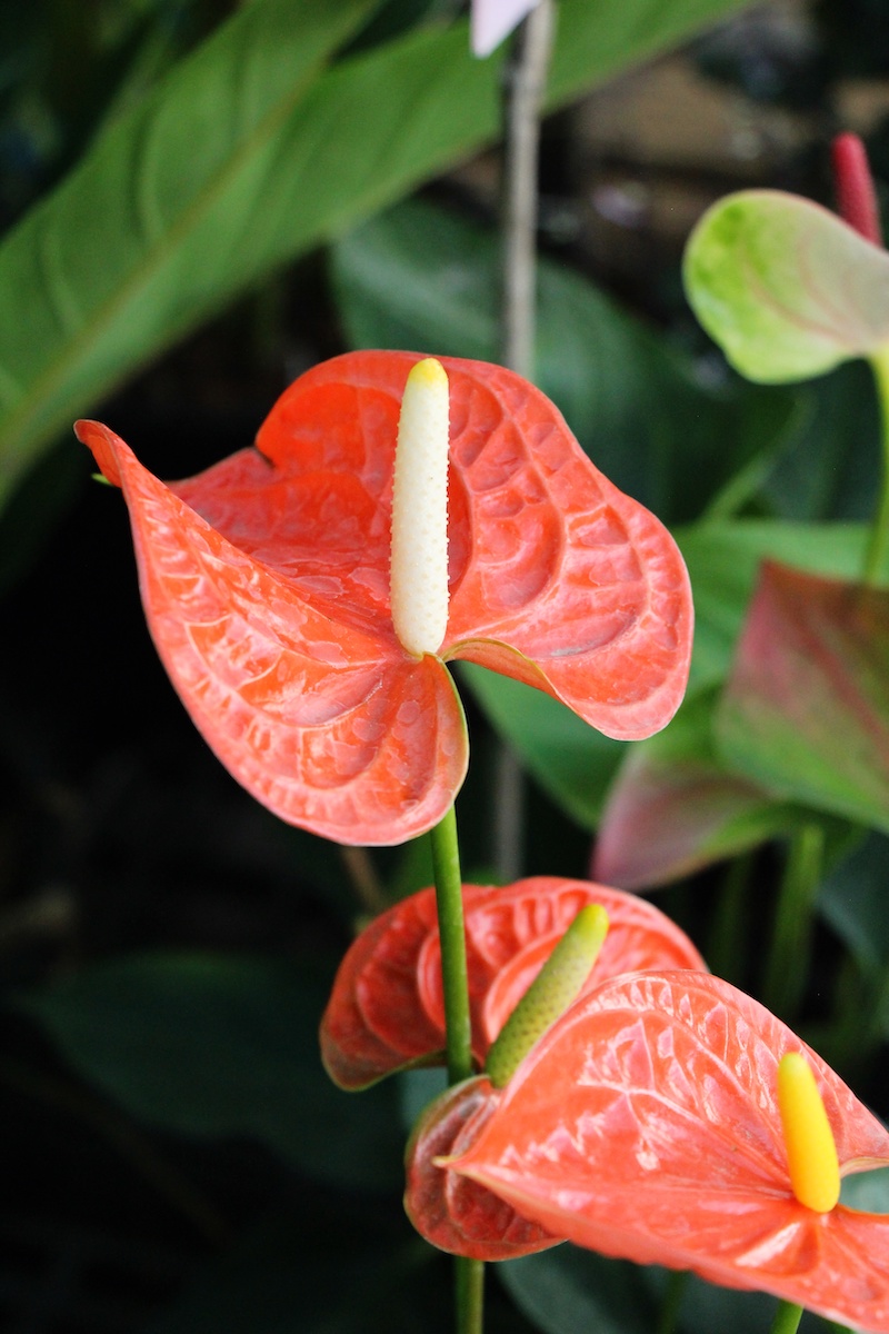 Flamingo Lily (Anthurium Andraeanum) Communion Pegasus Products