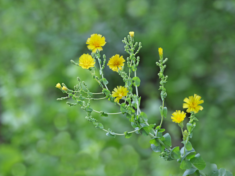 Lettuce (Lactuca sativa) Understanding Wellness Pegasus Products
