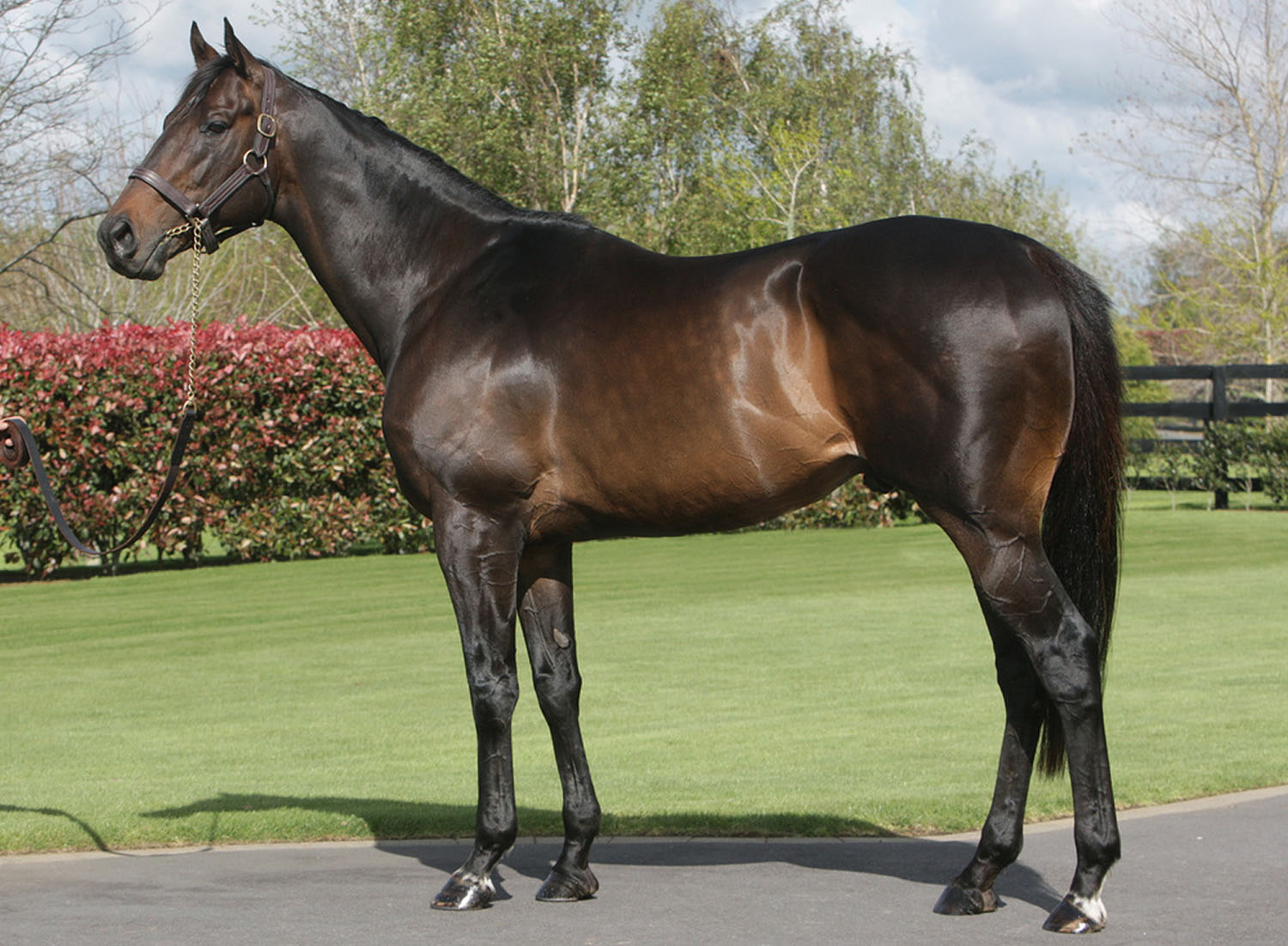 Pellet Beds Outperform All Other Animal Bedding The Pellet Bedding