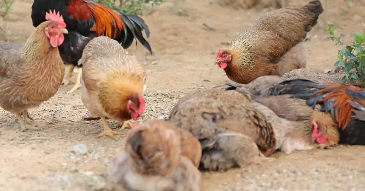 How To Mix Chicken Feed 4 Best Chicken Feed Ingredients