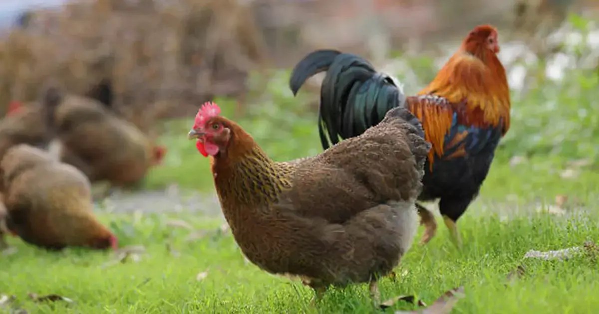 How To Mix Chicken Feed 4 Best Chicken Feed Ingredients