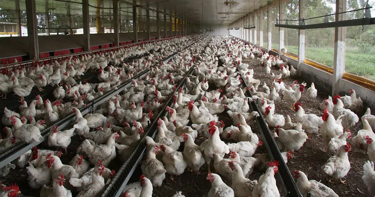 6 Ways To Prevent Coop From Wet In Fall